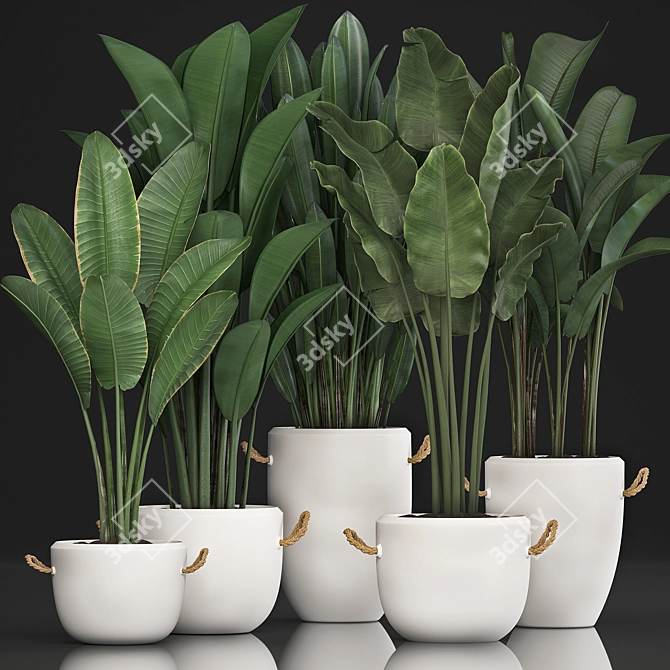 Exotic Houseplant Collection 3D model image 1