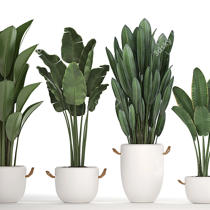 Exotic Houseplant Collection 3D model image 2