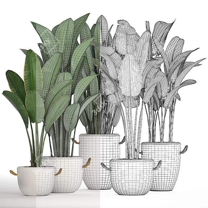 Exotic Houseplant Collection 3D model image 3