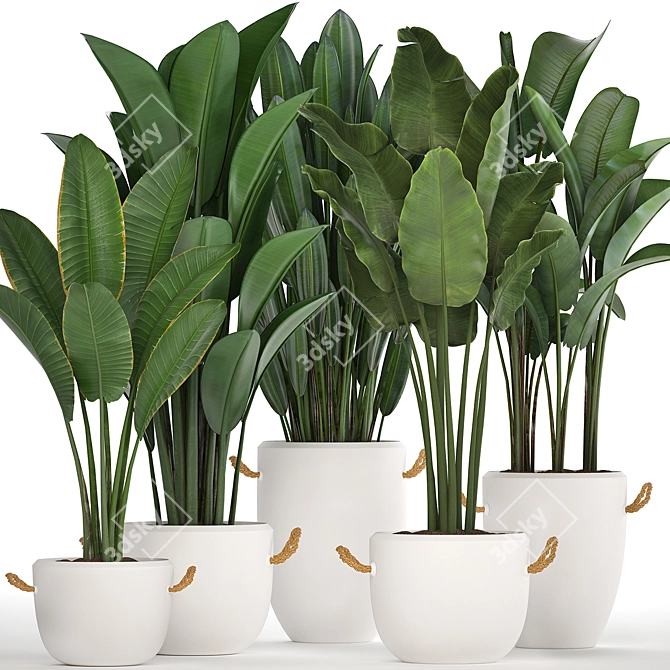 Exotic Houseplant Collection 3D model image 4