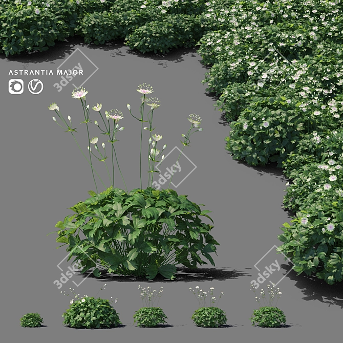 Astrantia Major Floral Delight 3D model image 1