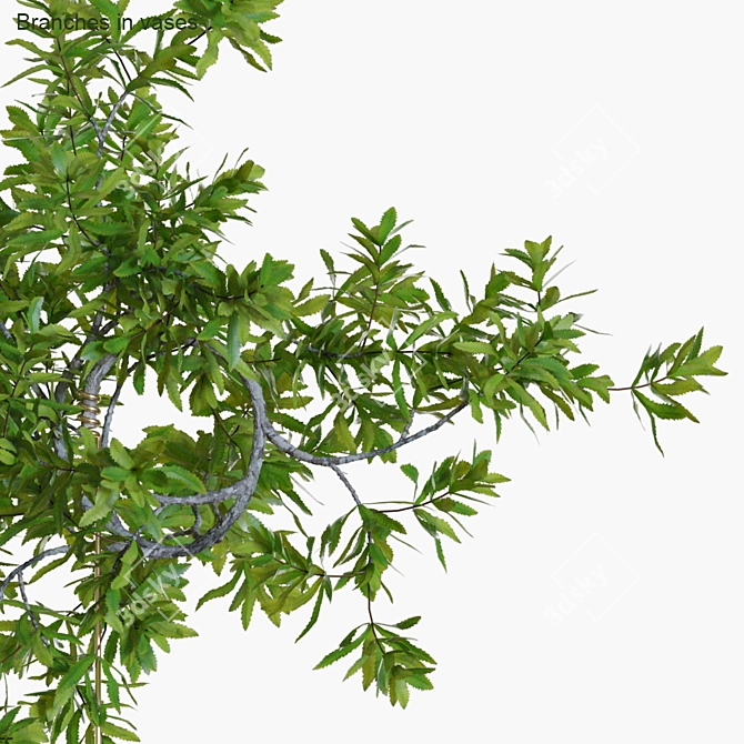 Banksia Branches: Elegant Floral Decor 3D model image 2