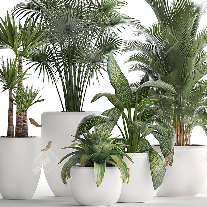 Exotic Houseplant Collection 3D model image 4