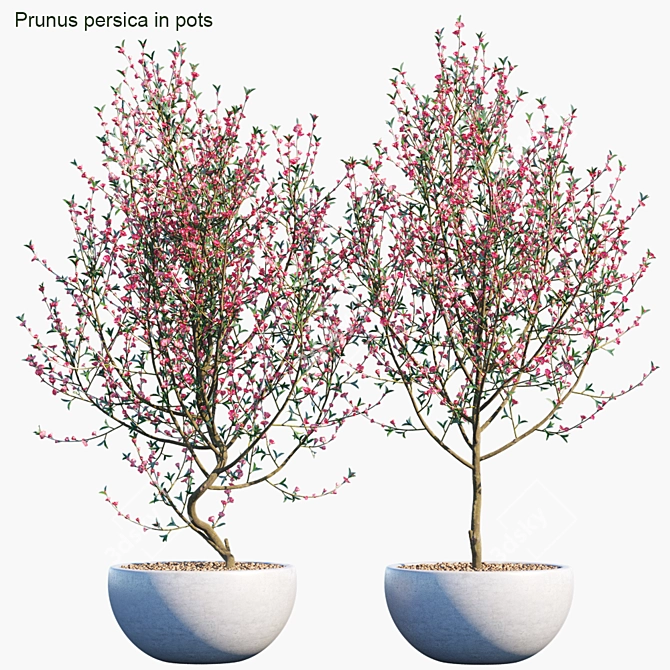  Blooming Beauty: Prunus persica 3D model image 1