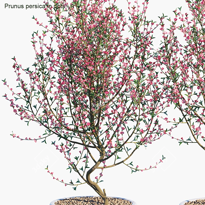  Blooming Beauty: Prunus persica 3D model image 2