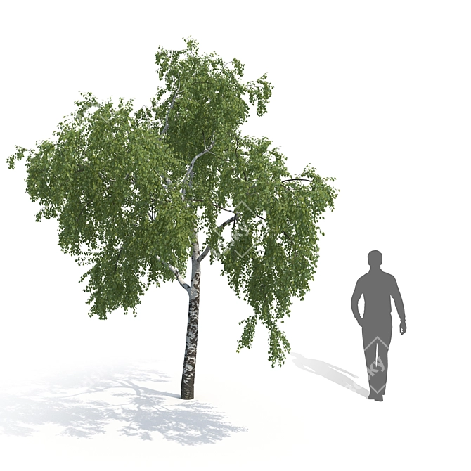 Birch No. 2 - Highly Detailed 3D Tree Model 3D model image 2