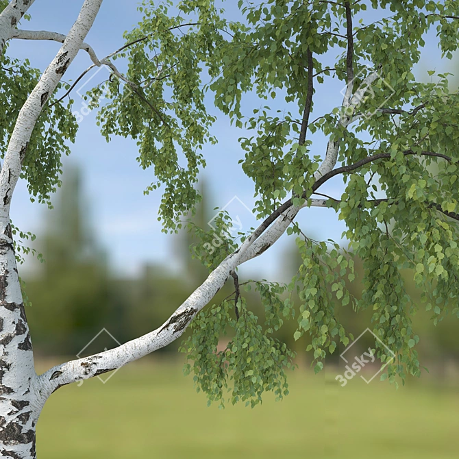 Birch No. 2 - Highly Detailed 3D Tree Model 3D model image 3