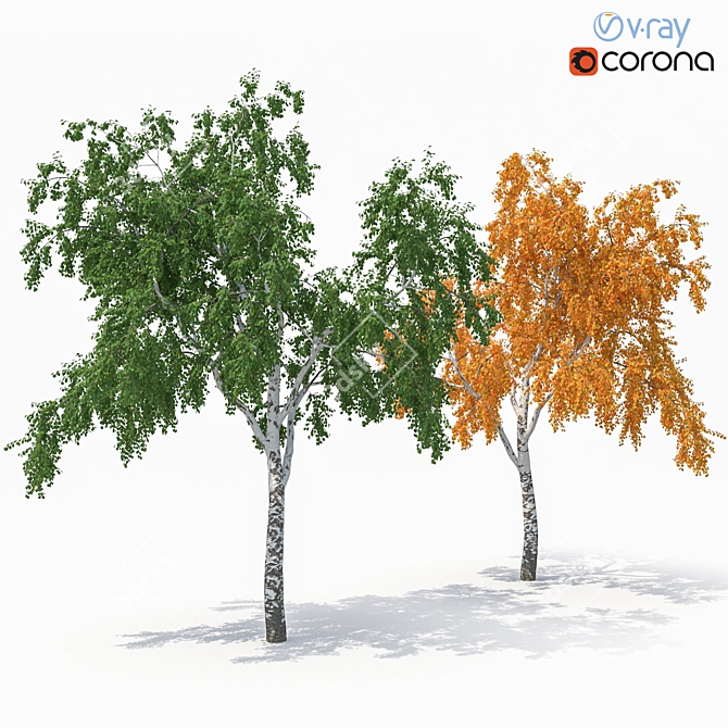 Birch Tree Model (2 Seasons) - Detailed 3D Model for Close-ups and Long Shots 3D model image 1