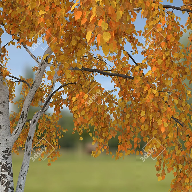 Birch Tree Model (2 Seasons) - Detailed 3D Model for Close-ups and Long Shots 3D model image 4