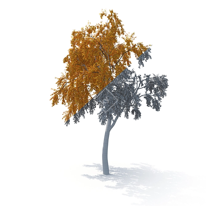 Birch Tree Model (2 Seasons) - Detailed 3D Model for Close-ups and Long Shots 3D model image 5