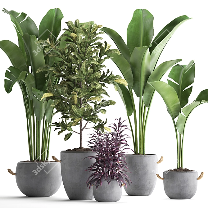 Exotic Houseplant Collection: Croton, Banana Palm, Ravenala, Cordyline 3D model image 1