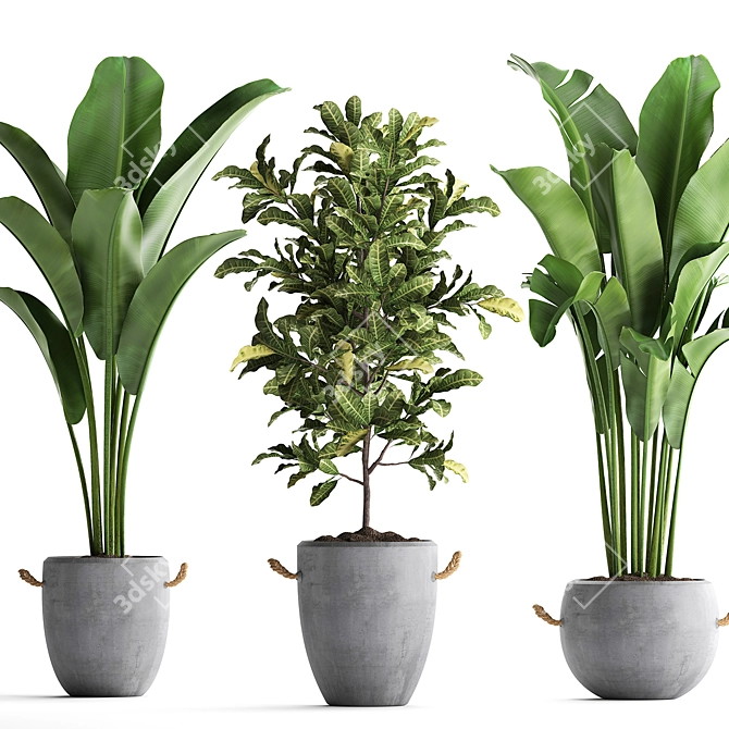 Exotic Houseplant Collection: Croton, Banana Palm, Ravenala, Cordyline 3D model image 2