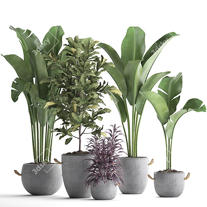 Exotic Houseplant Collection: Croton, Banana Palm, Ravenala, Cordyline 3D model image 3
