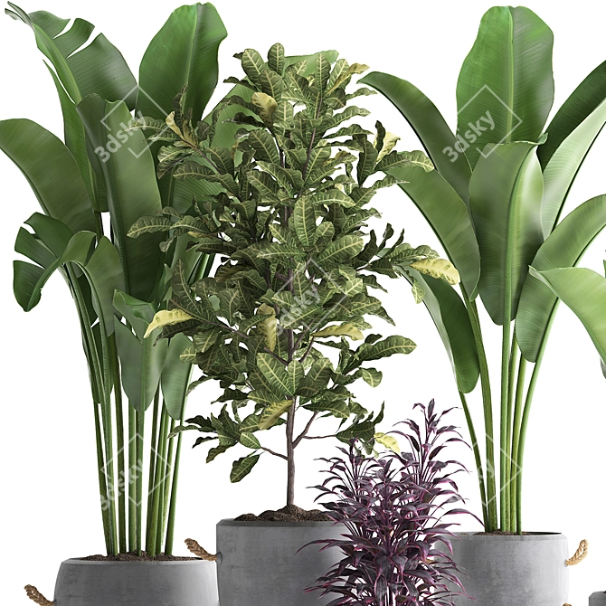 Exotic Houseplant Collection: Croton, Banana Palm, Ravenala, Cordyline 3D model image 4