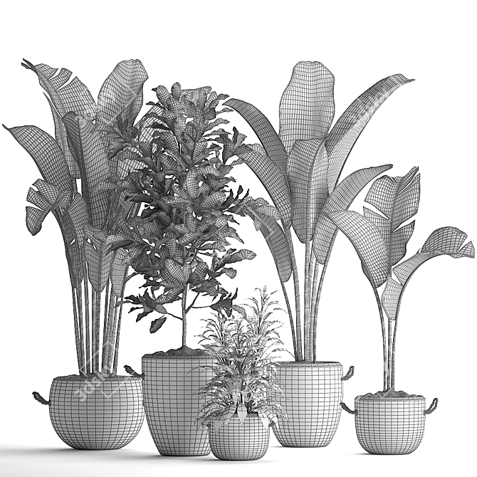 Exotic Houseplant Collection: Croton, Banana Palm, Ravenala, Cordyline 3D model image 5