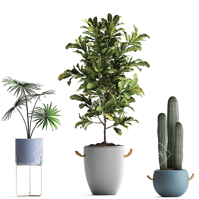 Exotic Houseplant Collection 3D model image 2