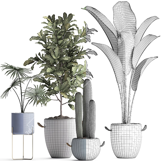 Exotic Houseplant Collection 3D model image 3