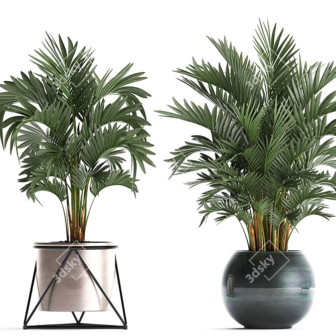 Exotic Palm Plant Collection 3D model image 3