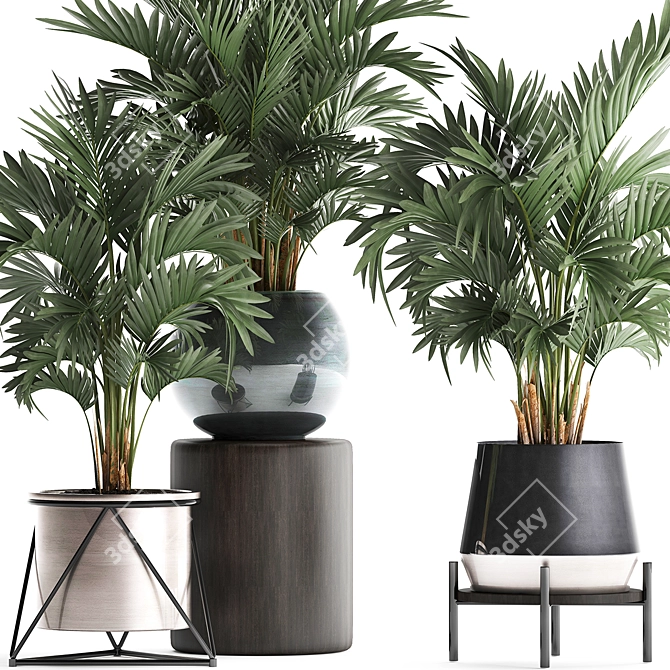 Exotic Palm Plant Collection 3D model image 4