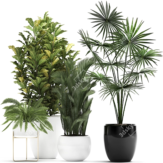 Exotic Plant Collection: Croton, Fan Palm, Coccothrinax & More! 3D model image 1