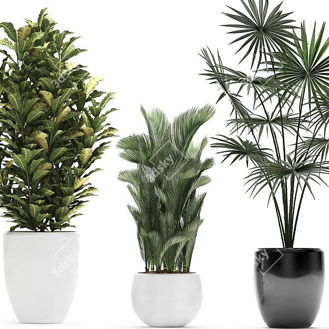 Exotic Plant Collection: Croton, Fan Palm, Coccothrinax & More! 3D model image 2