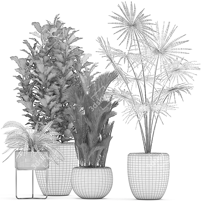 Exotic Plant Collection: Croton, Fan Palm, Coccothrinax & More! 3D model image 5