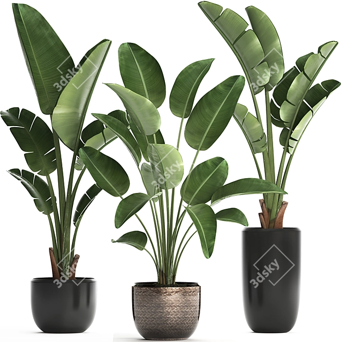 Exotic Houseplant Collection: Banana Palm & Ravenala 3D model image 1