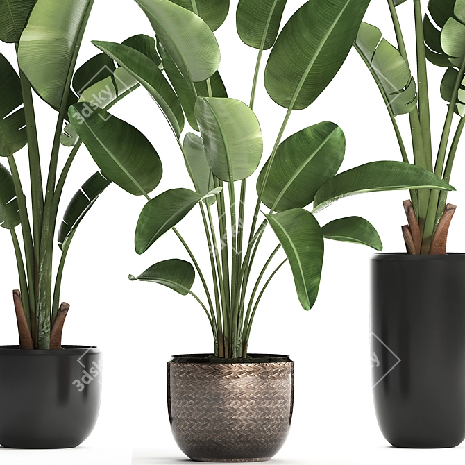 Exotic Houseplant Collection: Banana Palm & Ravenala 3D model image 2