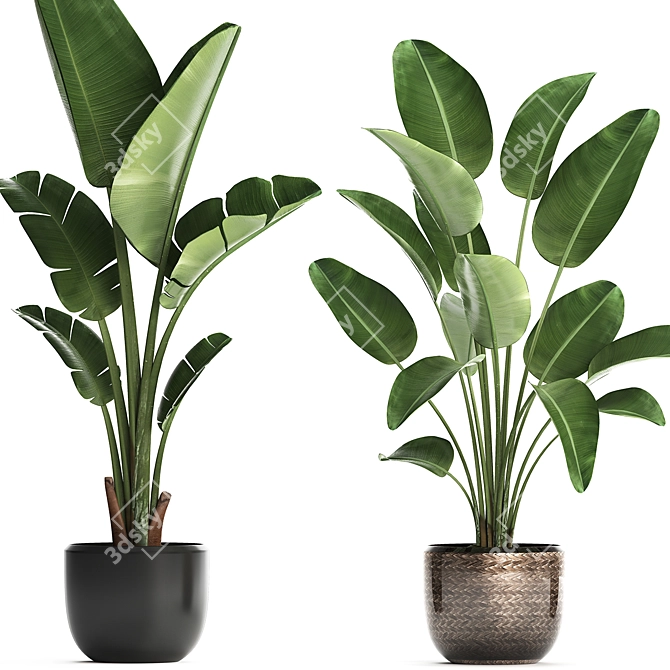 Exotic Houseplant Collection: Banana Palm & Ravenala 3D model image 3