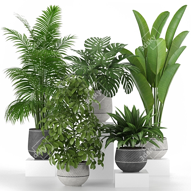 Tropical Indoor Plants Collection 3D model image 1