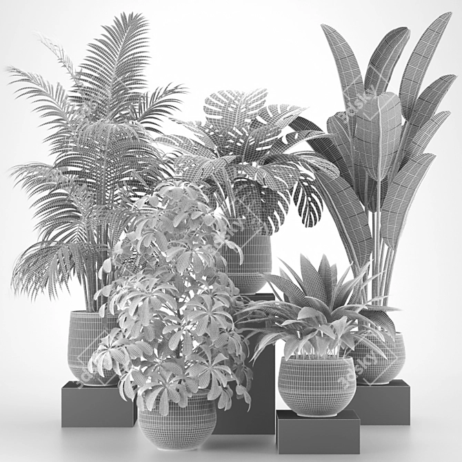 Tropical Indoor Plants Collection 3D model image 2