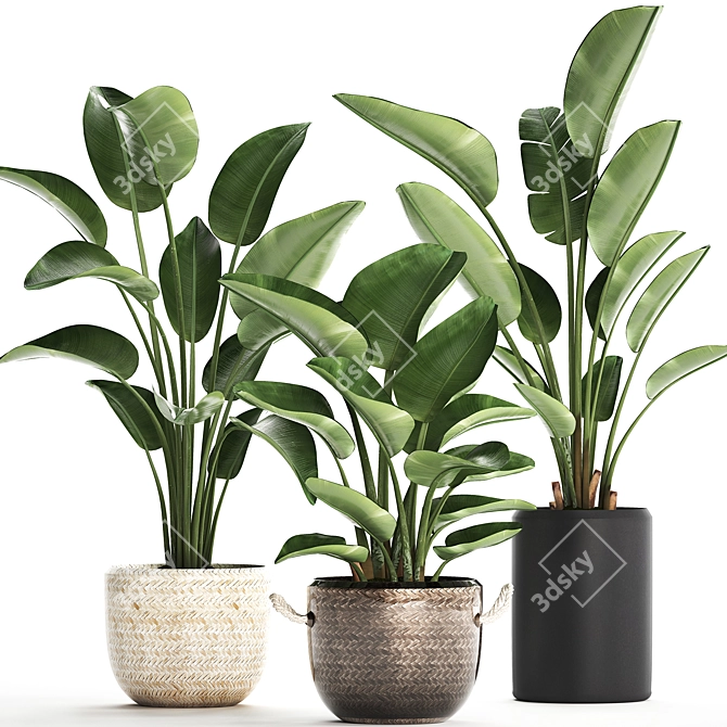 Exotic Houseplants Collection 3D model image 1