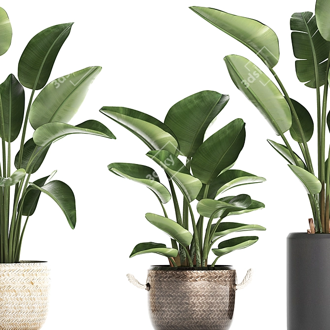 Exotic Houseplants Collection 3D model image 2