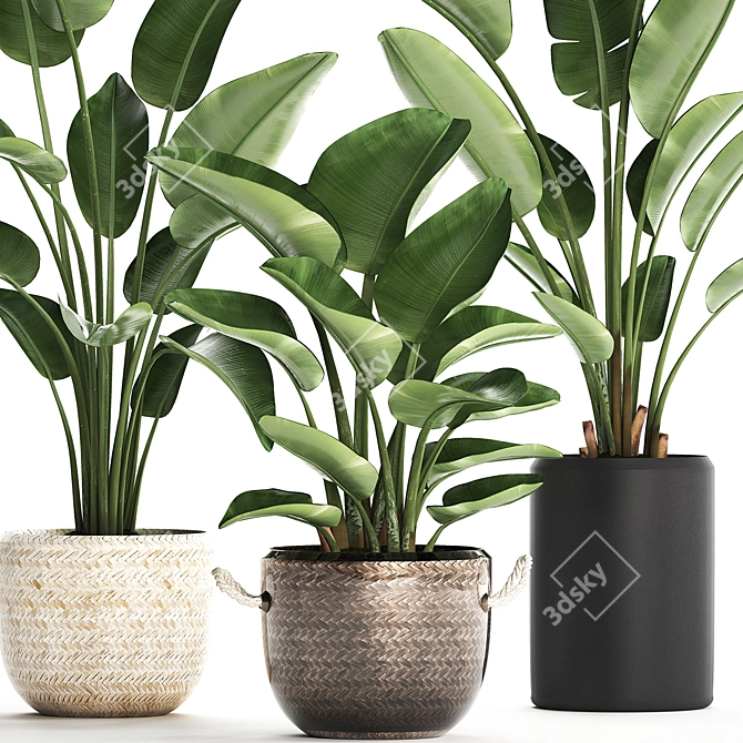 Exotic Houseplants Collection 3D model image 5