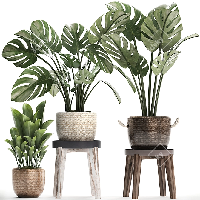 Exotic Houseplant Collection 3D model image 1