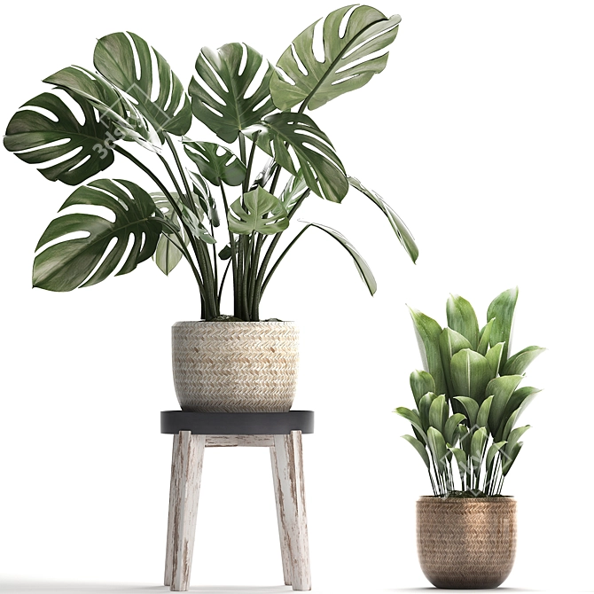 Exotic Houseplant Collection 3D model image 2