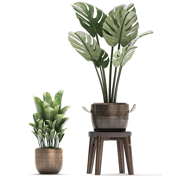 Exotic Houseplant Collection 3D model image 3