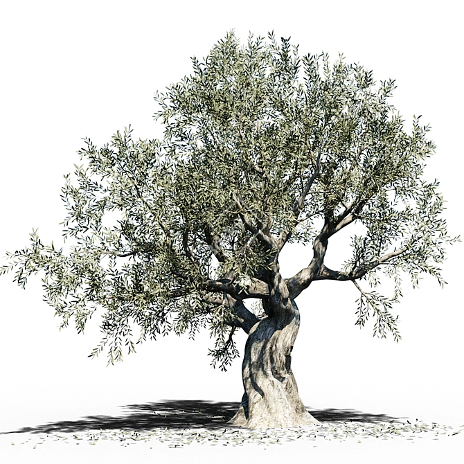  Grown to Perfection: Europa Olea Olive Tree 3D model image 1