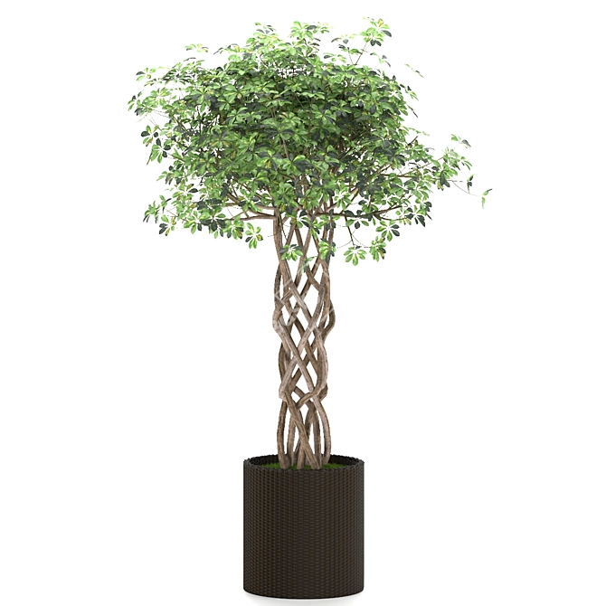 Golden Capella - Elegant Schefflera Tree 3D model image 4