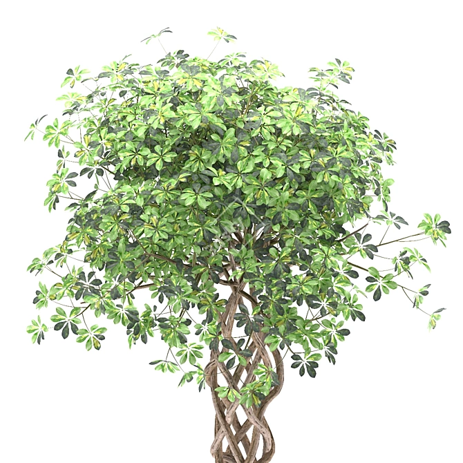 Golden Capella - Elegant Schefflera Tree 3D model image 5