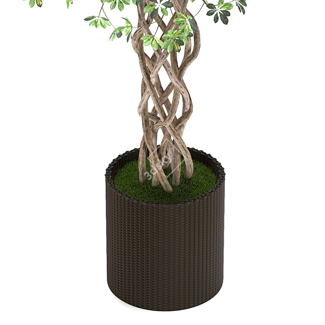 Golden Capella - Elegant Schefflera Tree 3D model image 6