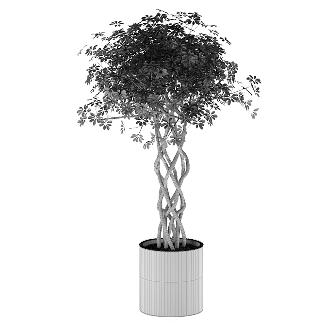 Golden Capella - Elegant Schefflera Tree 3D model image 7