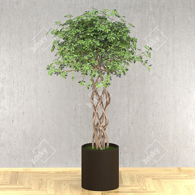 Golden Capella - Elegant Schefflera Tree 3D model image 8