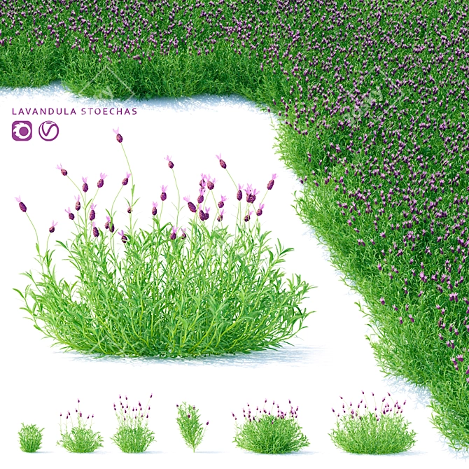 Lush Lavender Blooms | Vibrant Lavandula Stoechas 3D model image 1