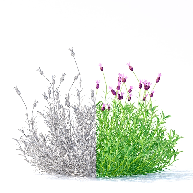 Lush Lavender Blooms | Vibrant Lavandula Stoechas 3D model image 2