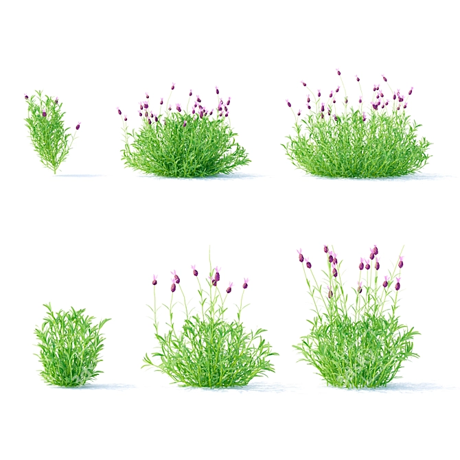 Lush Lavender Blooms | Vibrant Lavandula Stoechas 3D model image 4