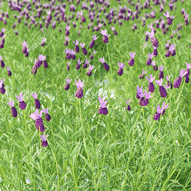 Lush Lavender Blooms | Vibrant Lavandula Stoechas 3D model image 5