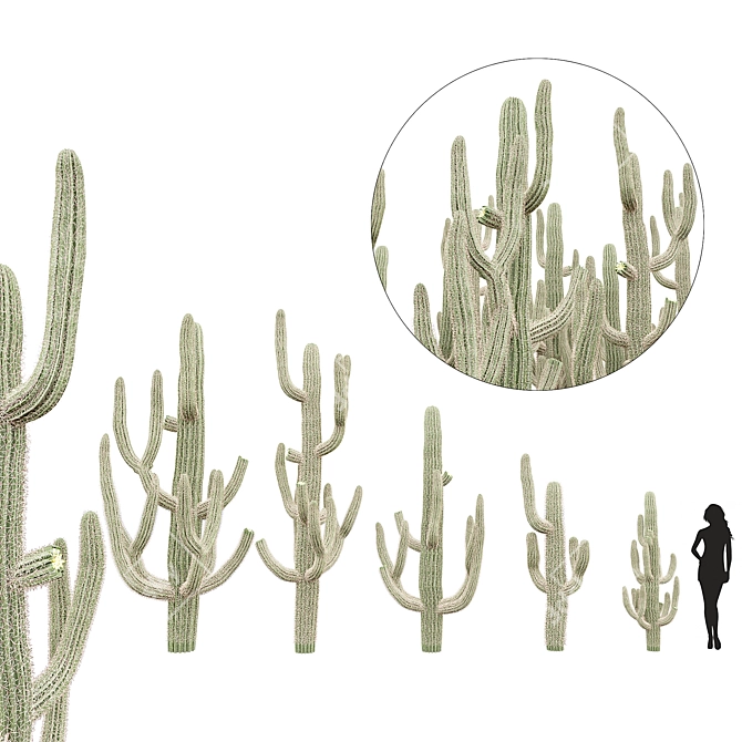 Desert Dreams Cactus Set 3D model image 1