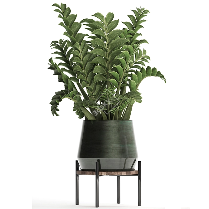 Exotic Houseplant Collection: Zamioculcas & Caladium in Pots 3D model image 2