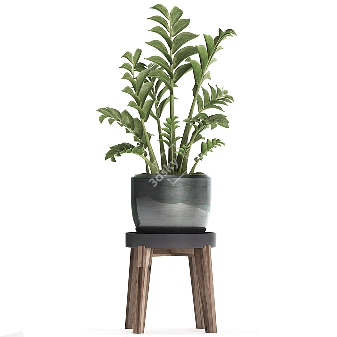 Exotic Houseplant Collection: Zamioculcas & Caladium in Pots 3D model image 3